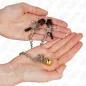 Preview: Chain nipple clamps with bell 30cm – Kink