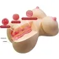 Preview: Fiona Weiblicher Torso Vagina Und Anal 7.1kg – Crazy Bull