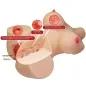 Preview: Emma Female Torso Vagina and Anal 4.8kg – Crazy Bull